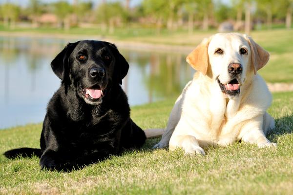 RETRIEVER DU LABRADOR